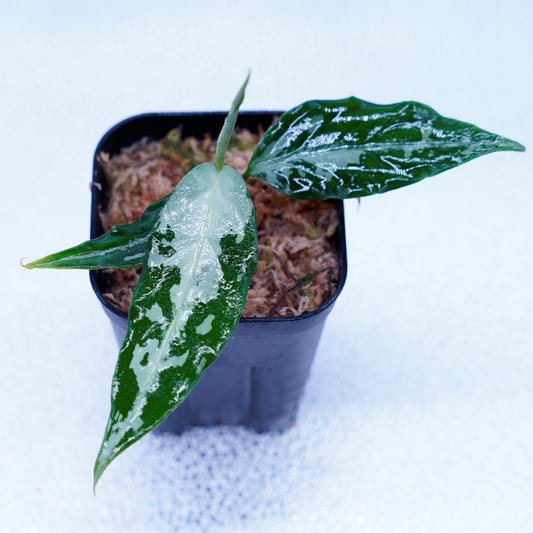 <TZ便>Aglaonema Pictum Argentum 【T-020519-b-2】