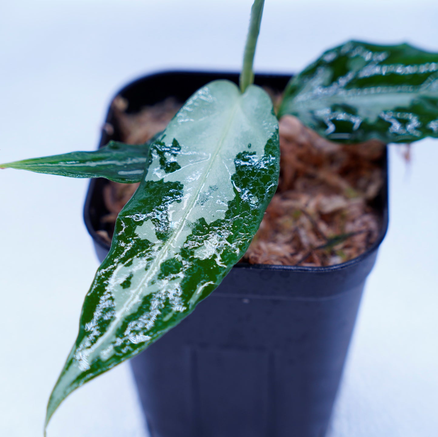 <TZ便>Aglaonema Pictum Argentum 【T-020519-b-2】