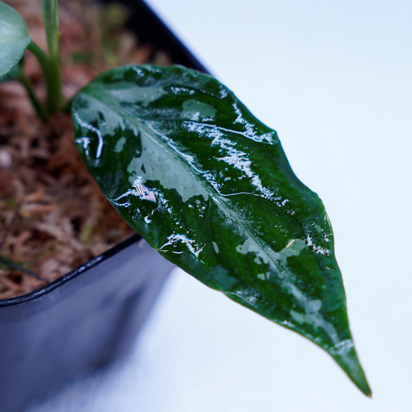 <TZ便>Aglaonema Pictum Argentum 【T-020519-b-2】
