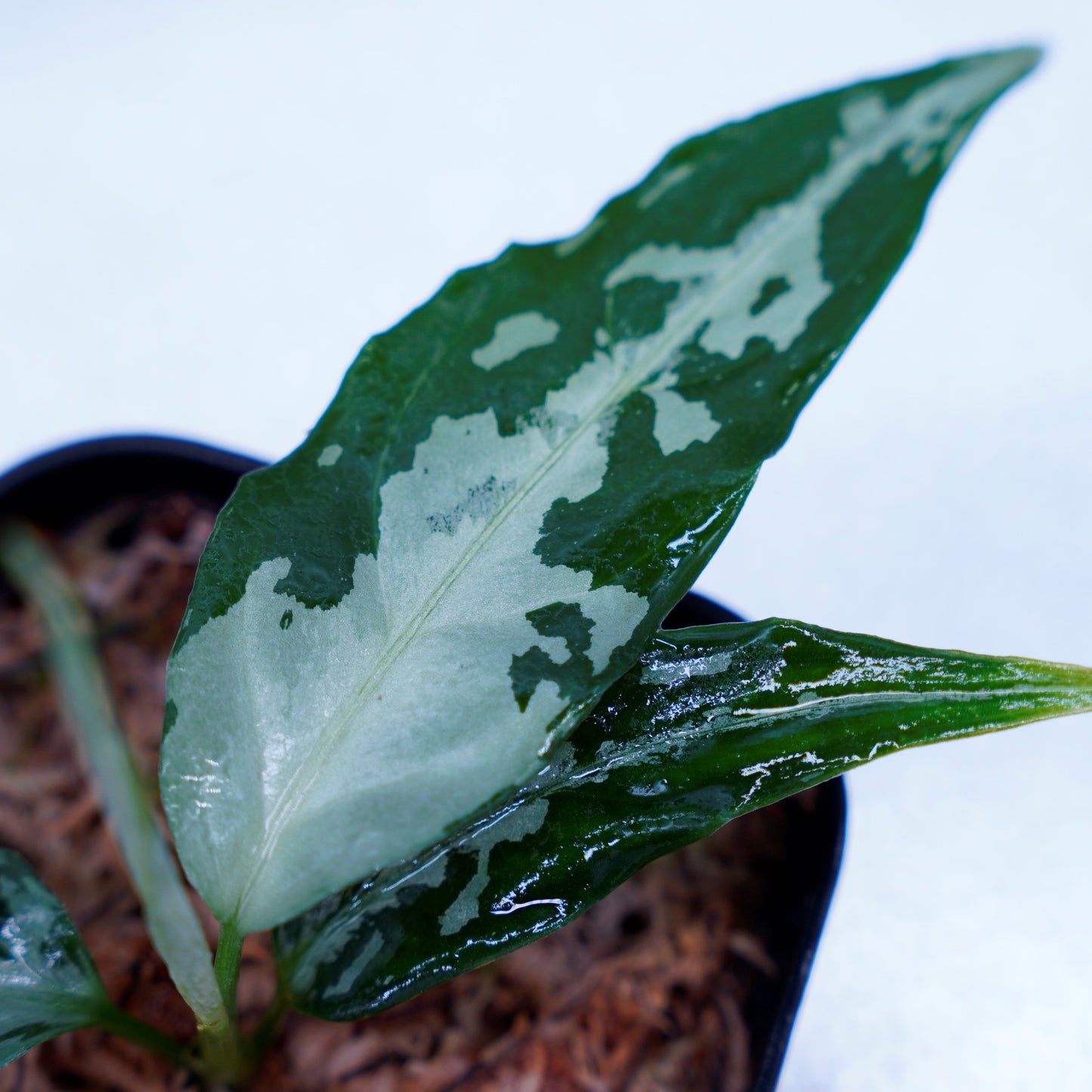 <TZ便>Aglaonema Pictum Argentum 【T-020519-b-2】