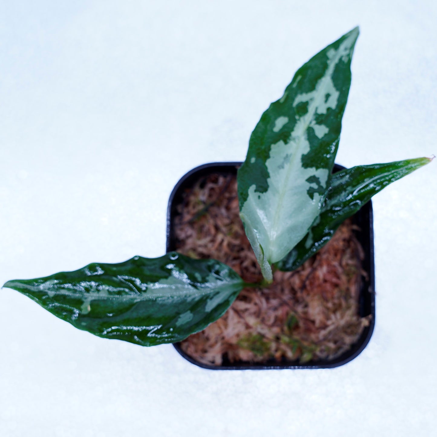 <TZ便>Aglaonema Pictum Argentum 【T-020519-b-2】