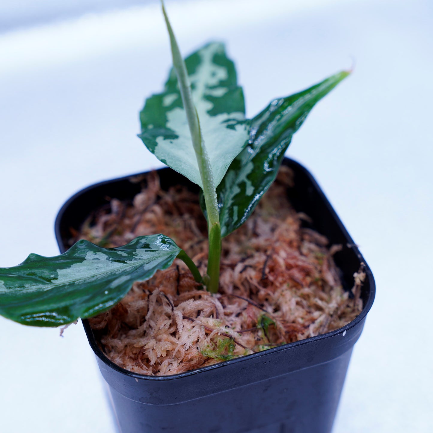 <TZ便>Aglaonema Pictum Argentum 【T-020519-b-2】