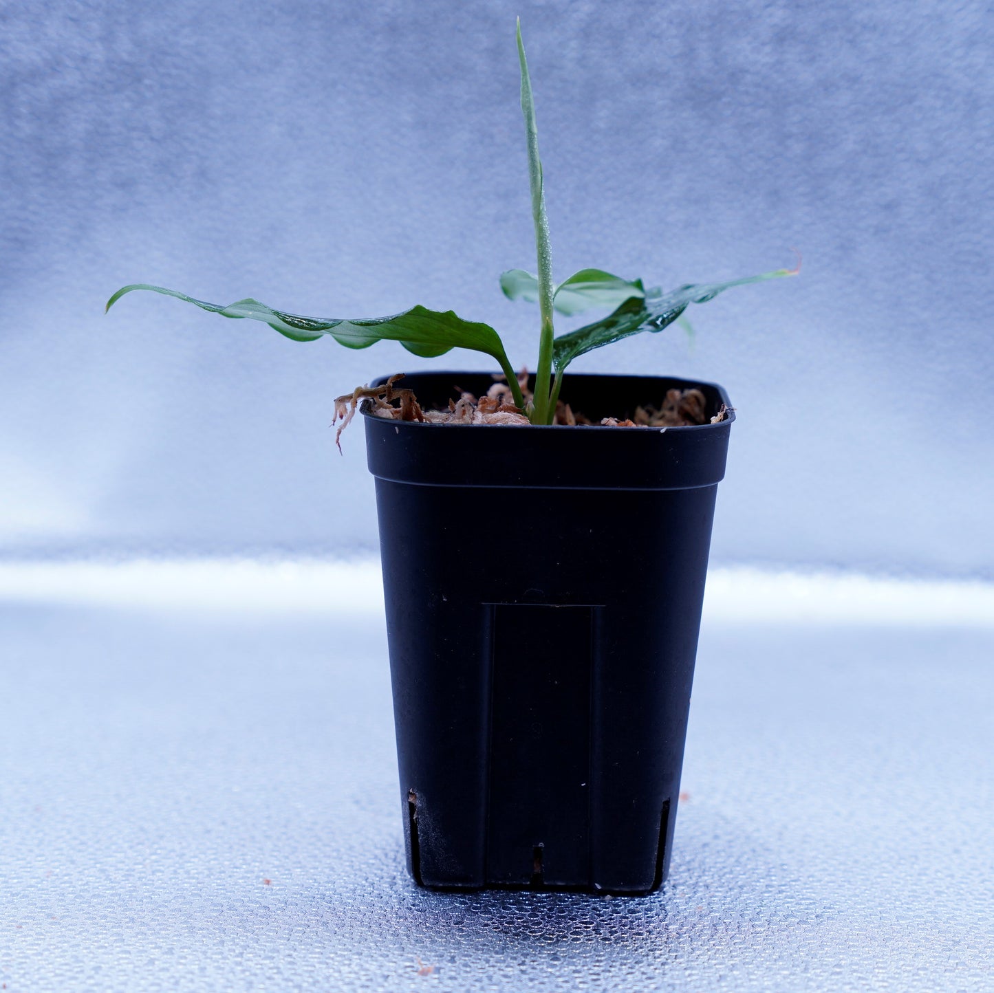 <TZ便>Aglaonema Pictum Argentum 【T-020519-b-2】