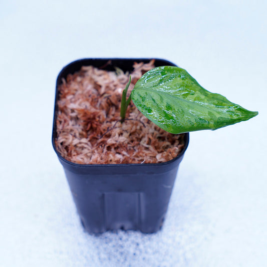 <TZ便>Aglaonema Pictum Tricolor 【迷彩翡翠-A】 T-14818-α産地