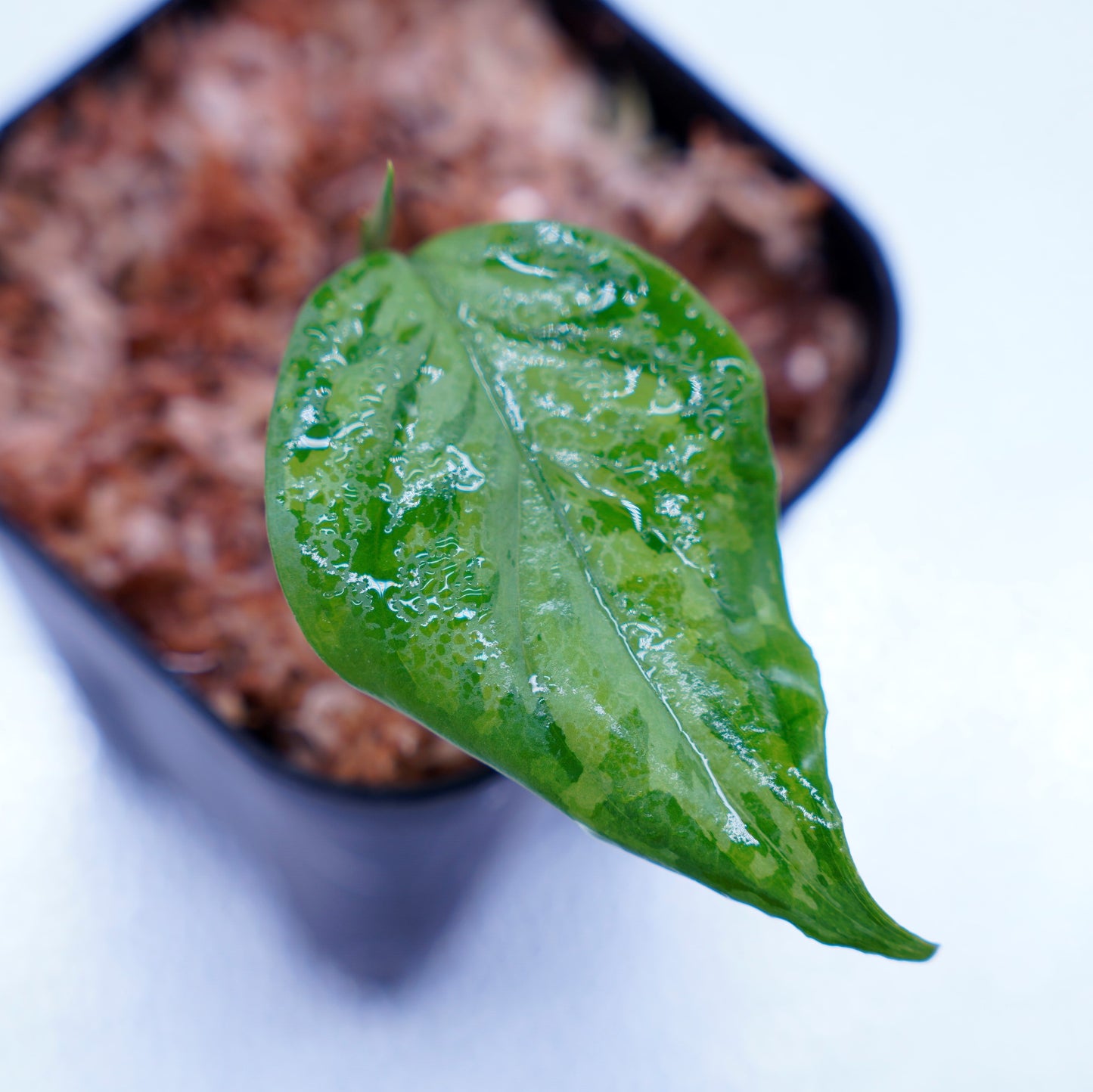 <TZ便>Aglaonema Pictum Tricolor 【迷彩翡翠-A】 T-14818-α産地