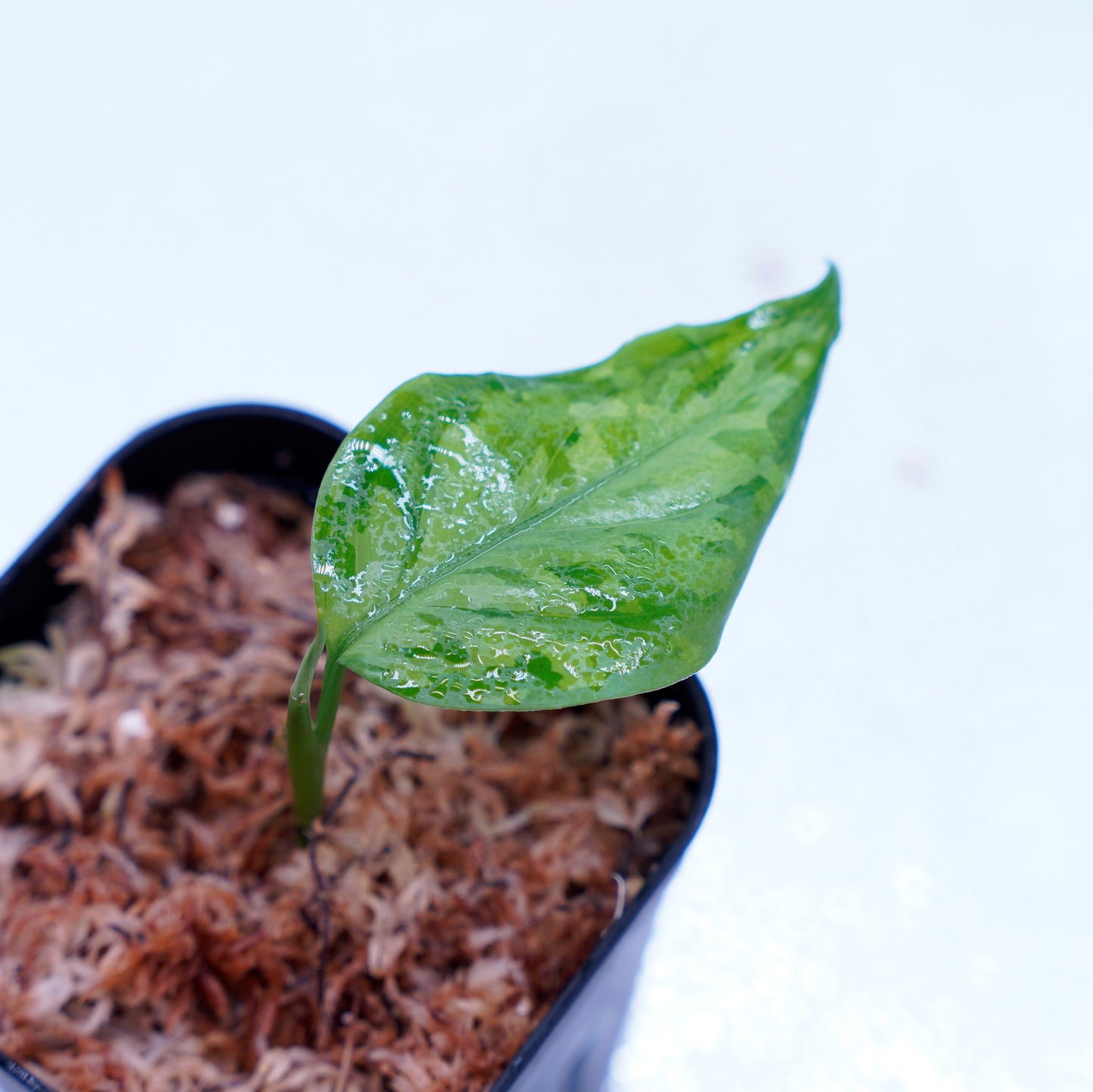 <TZ便>Aglaonema Pictum Tricolor 【迷彩翡翠-A】 T-14818-α産地