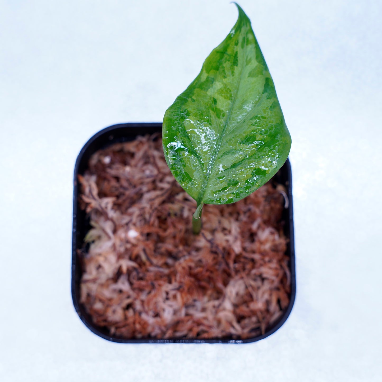 <TZ便>Aglaonema Pictum Tricolor 【迷彩翡翠-A】 T-14818-α産地