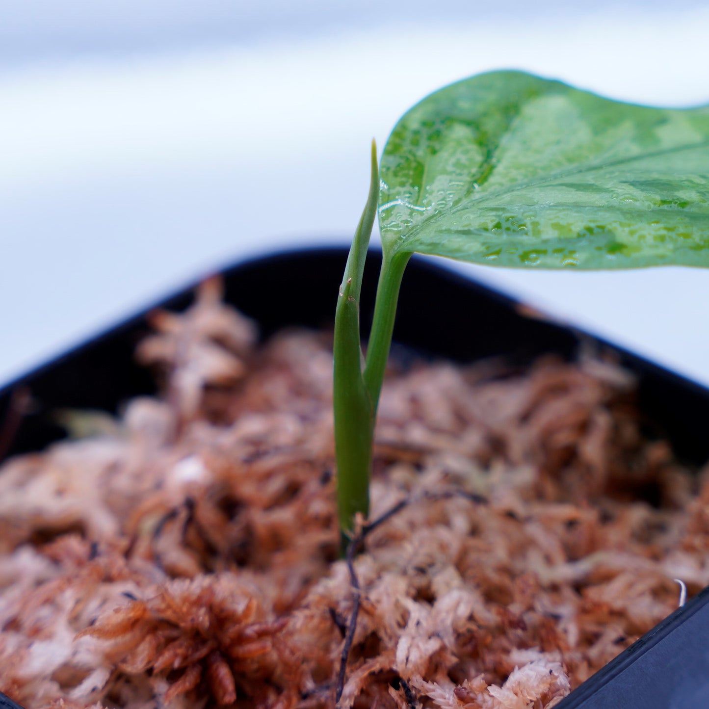 <TZ便>Aglaonema Pictum Tricolor 【迷彩翡翠-A】 T-14818-α産地