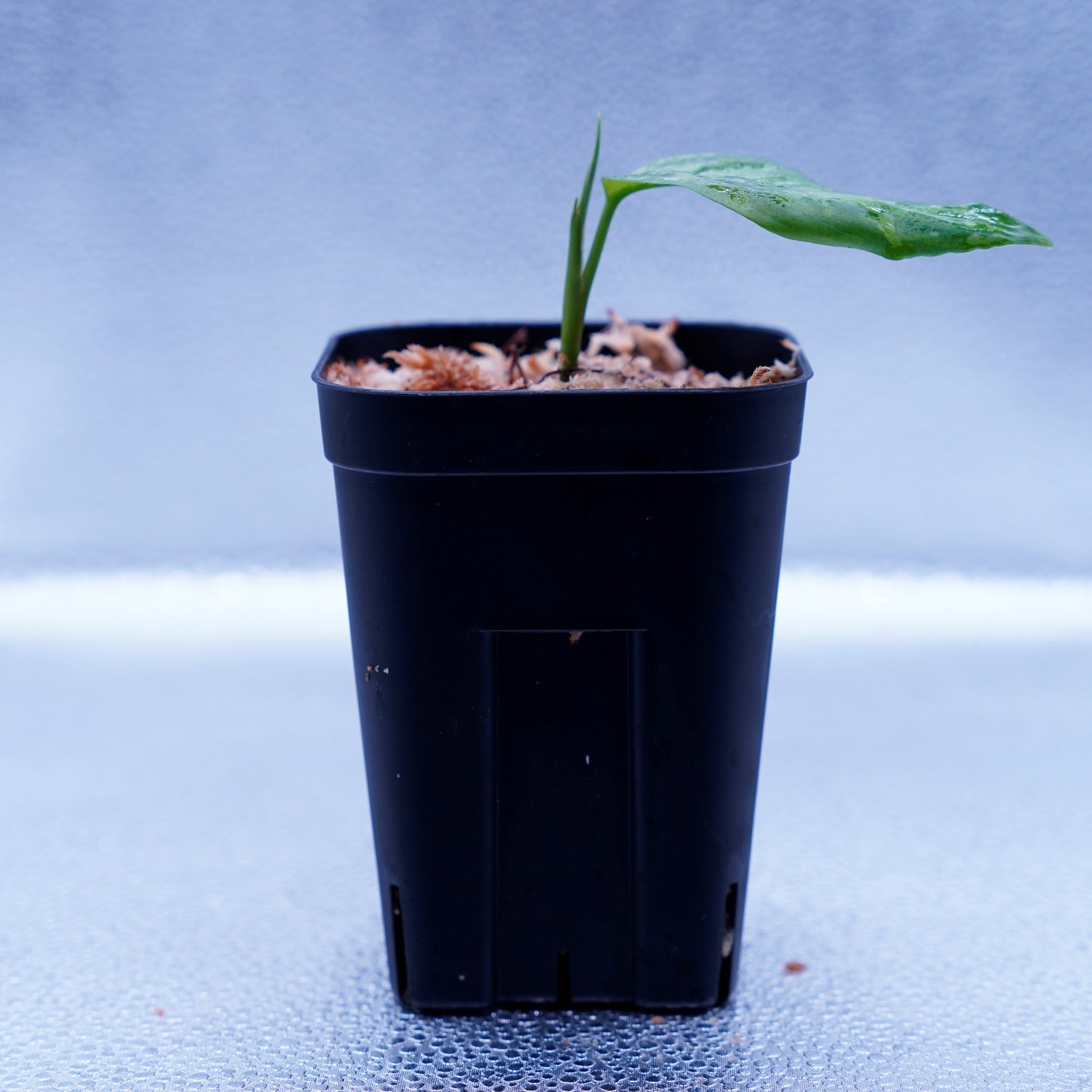 <TZ便>Aglaonema Pictum Tricolor 【迷彩翡翠-A】 T-14818-α産地