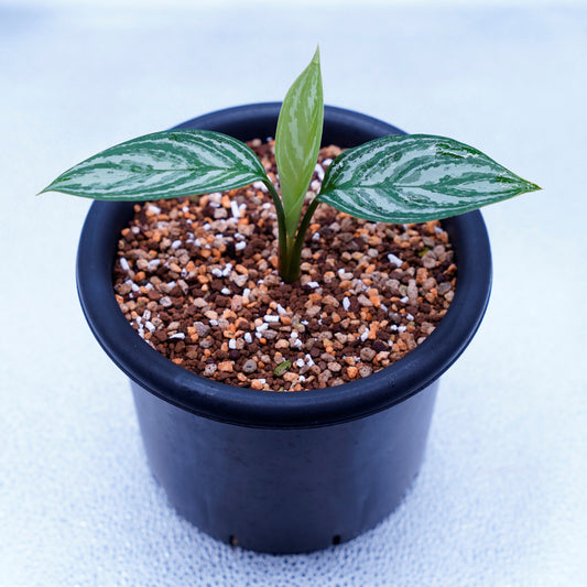 <カーティシー>Aglaonema Nitidum “Curtisii” UND220421