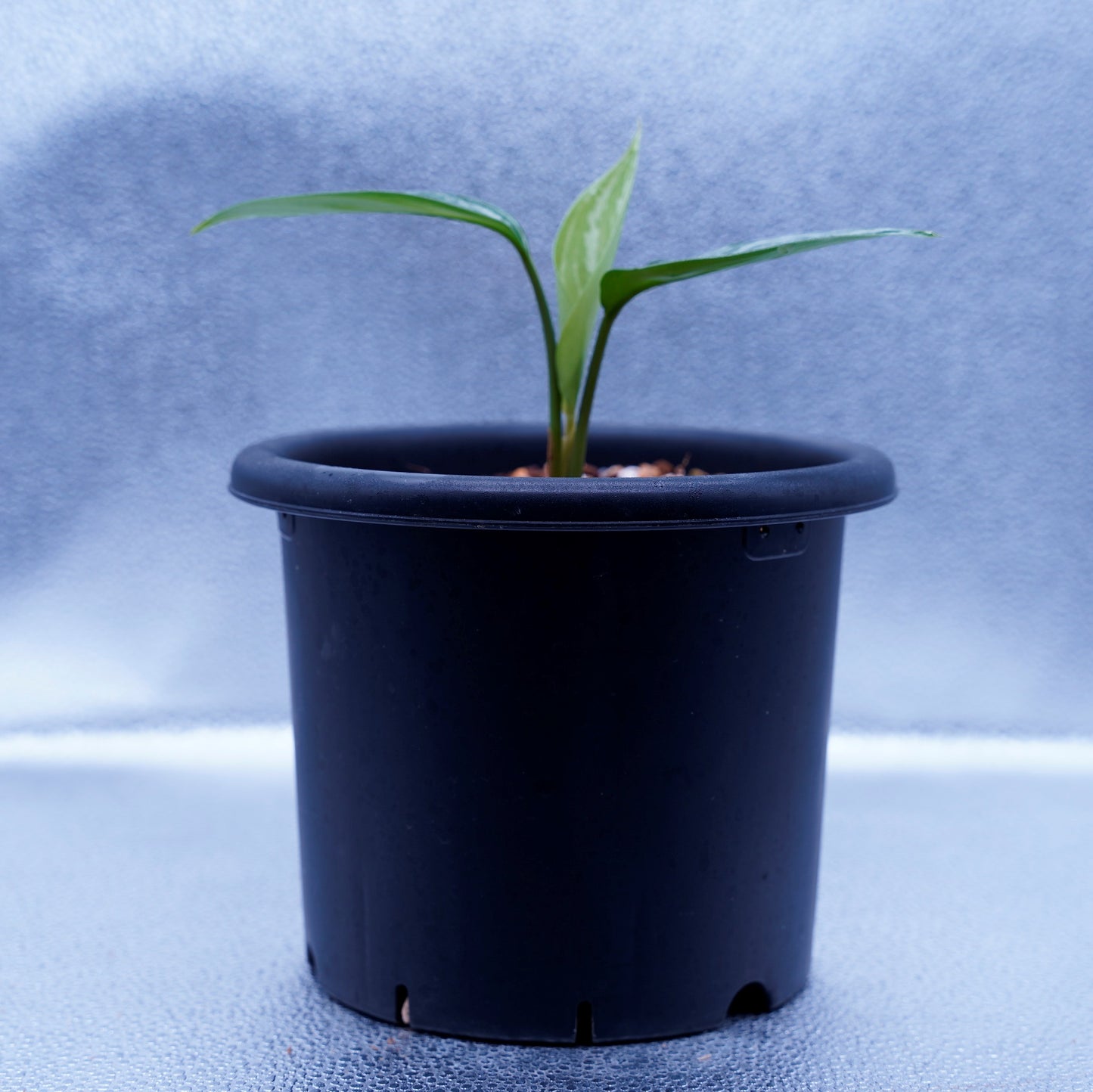 <カーティシー>Aglaonema Nitidum “Curtisii” UND220421