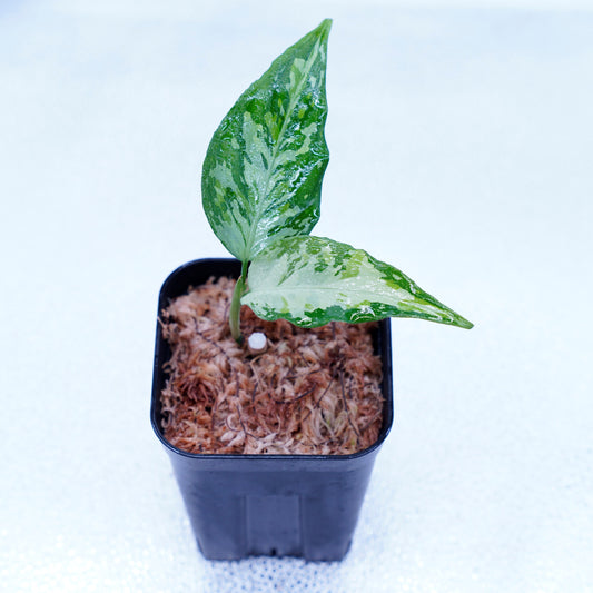 <TZ便>Aglaonema Pictum Aceh Tricolor【T-021019-b-4】
