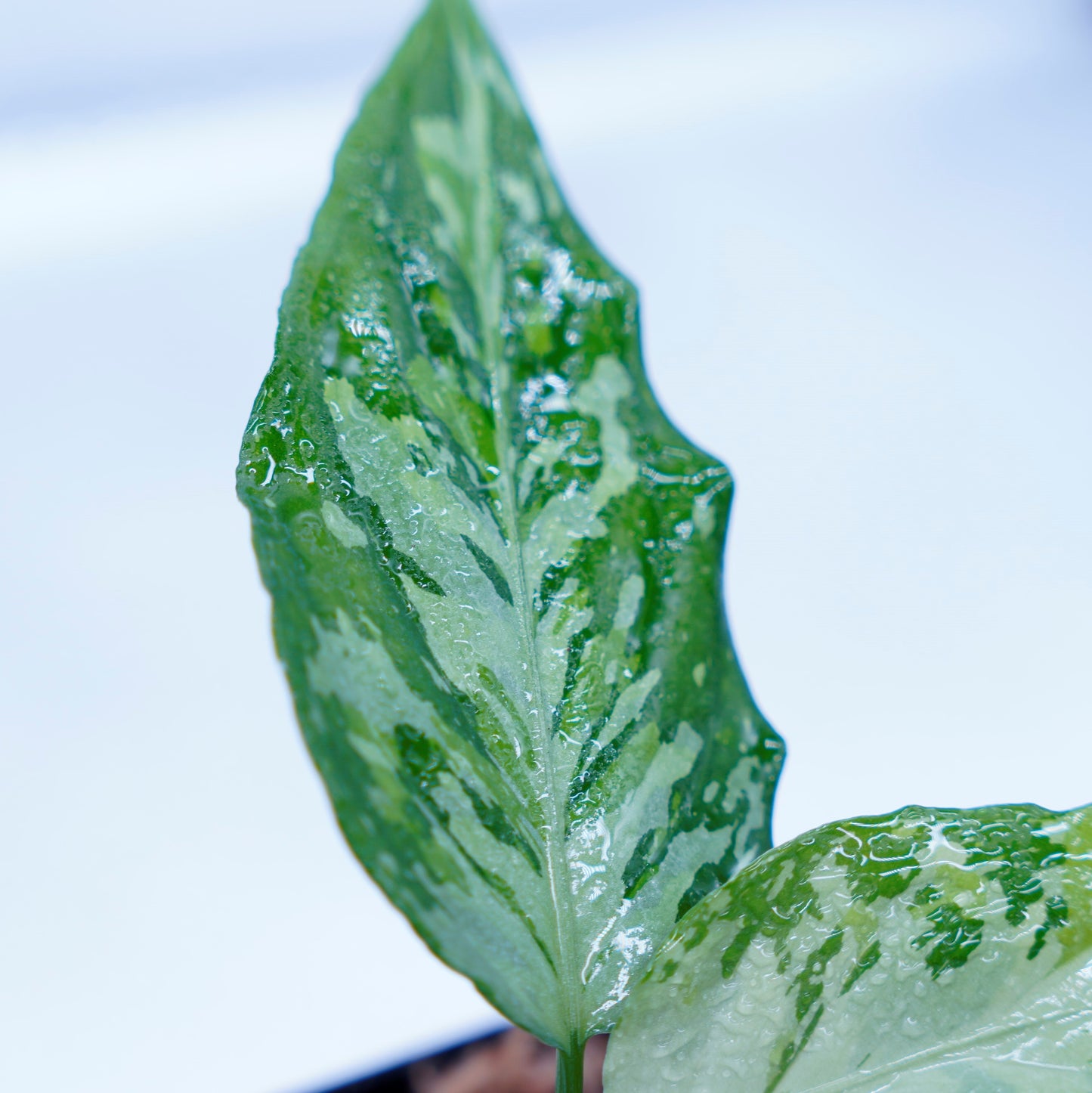 <TZ便>Aglaonema Pictum Aceh Tricolor【T-021019-b-4】