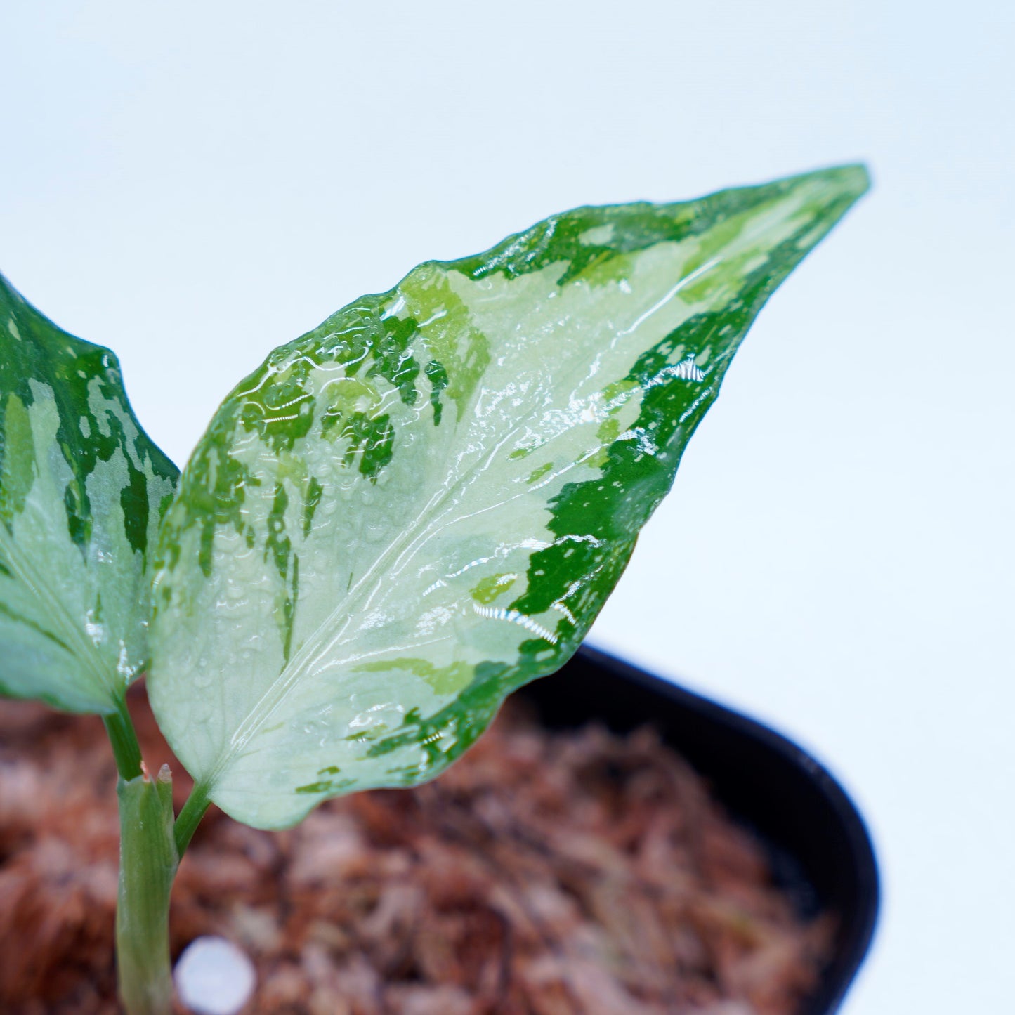 <TZ便>Aglaonema Pictum Aceh Tricolor【T-021019-b-4】