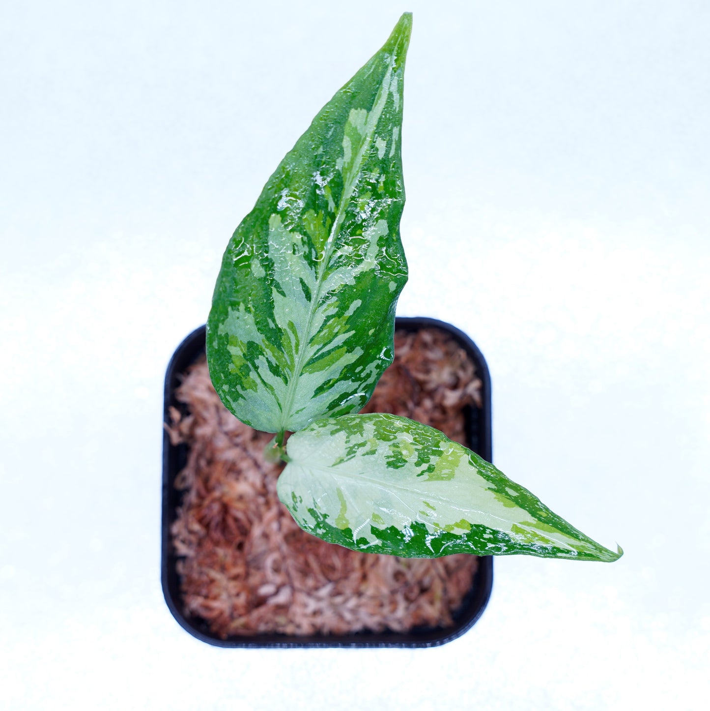 <TZ便>Aglaonema Pictum Aceh Tricolor【T-021019-b-4】