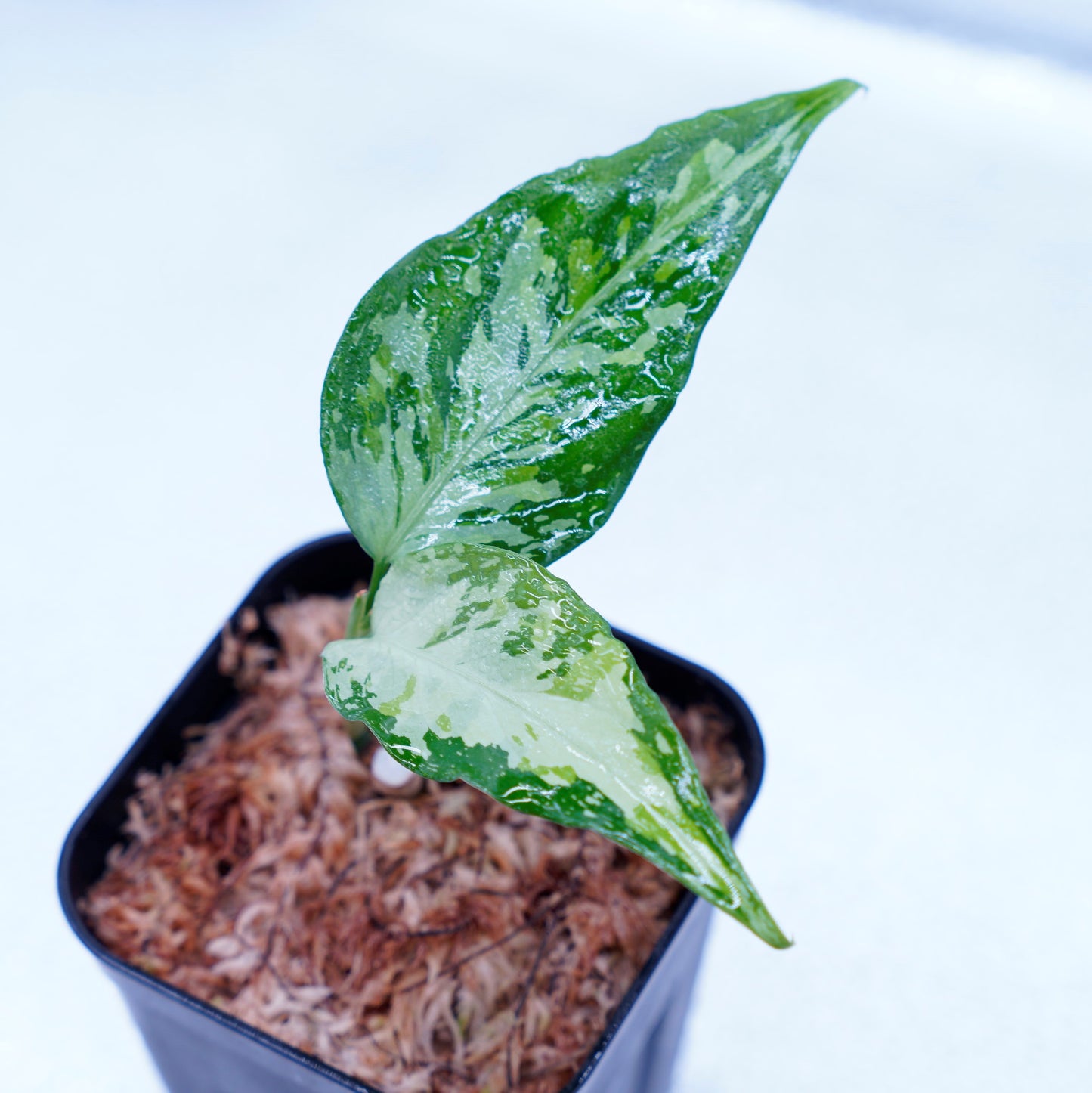<TZ便>Aglaonema Pictum Aceh Tricolor【T-021019-b-4】