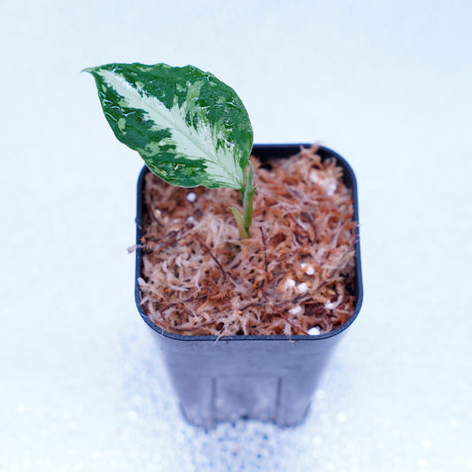 <AZ便>Aglaonema Pictum 【Kshatriya】UC from sibolga timur “AZ0313-1f”