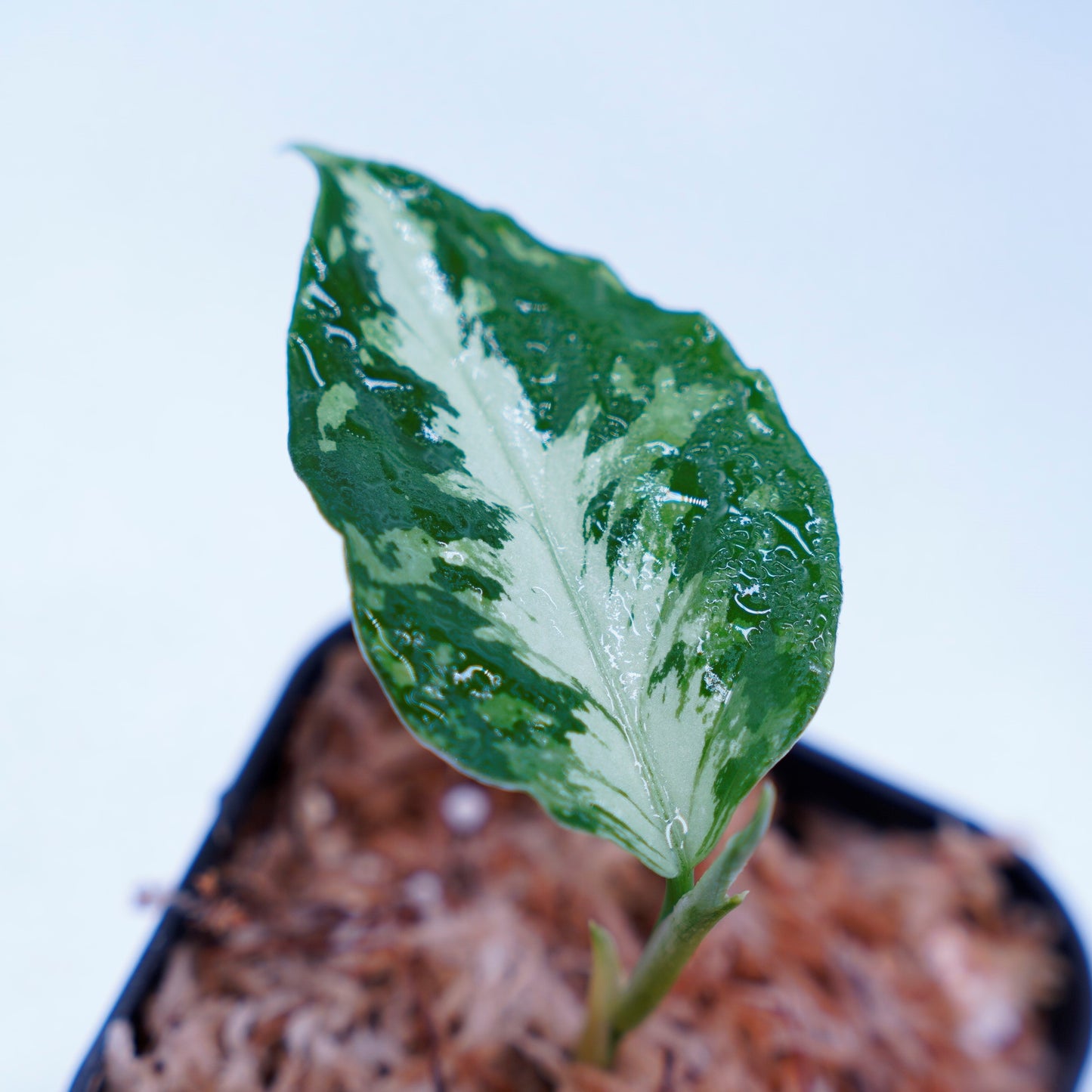 <AZ便>Aglaonema Pictum 【Kshatriya】UC from sibolga timur “AZ0313-1f”