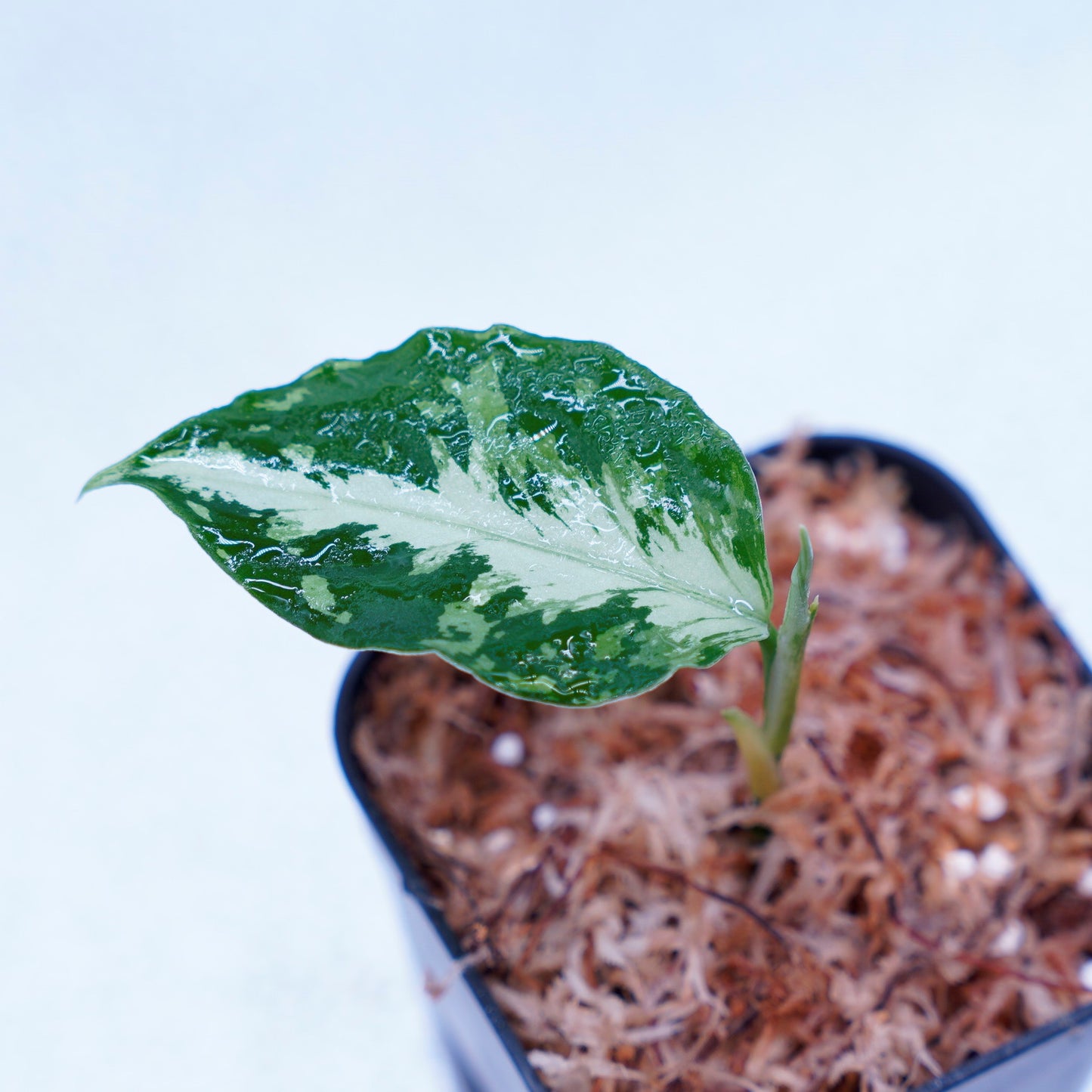 <AZ便>Aglaonema Pictum 【Kshatriya】UC from sibolga timur “AZ0313-1f”