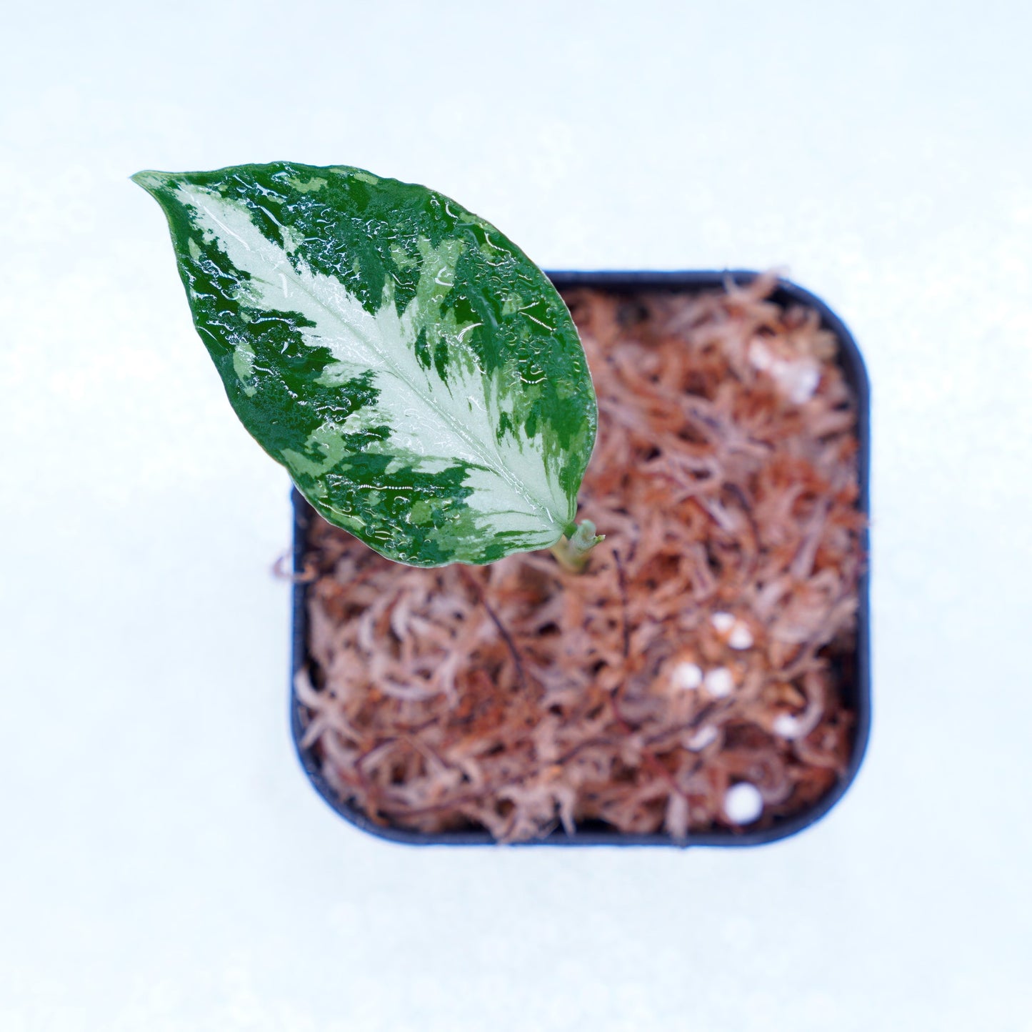 <AZ便>Aglaonema Pictum 【Kshatriya】UC from sibolga timur “AZ0313-1f”