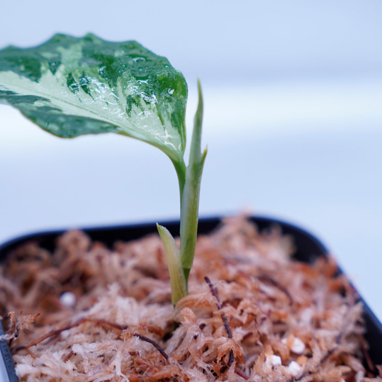 <AZ便>Aglaonema Pictum 【Kshatriya】UC from sibolga timur “AZ0313-1f”