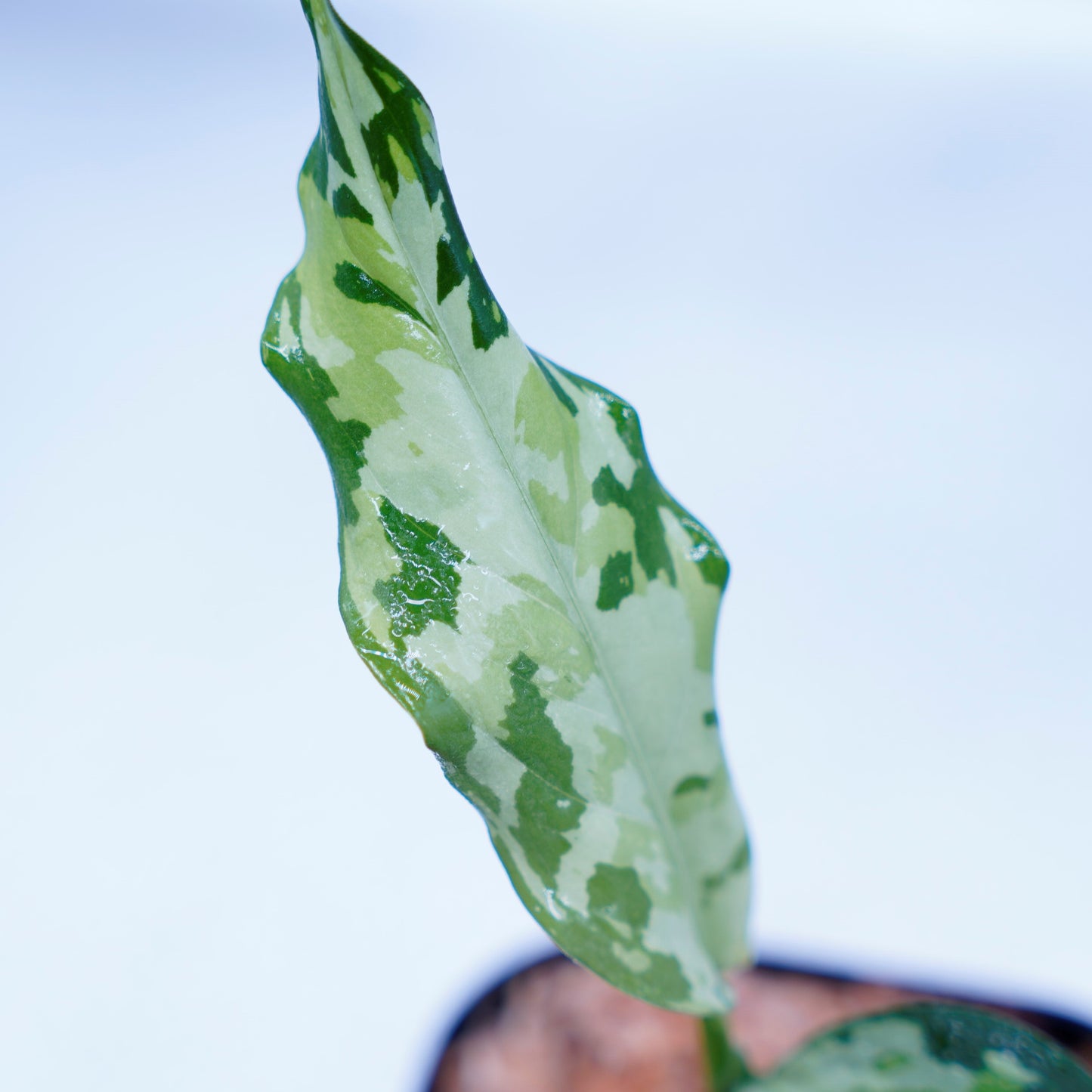 <LA便>Aglaonema Pictum Tricolor 【LA0819-01b】
