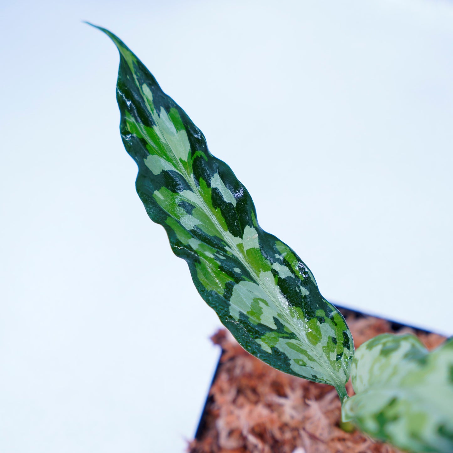 <LA便>Aglaonema Pictum Tricolor 【LA0819-01b】