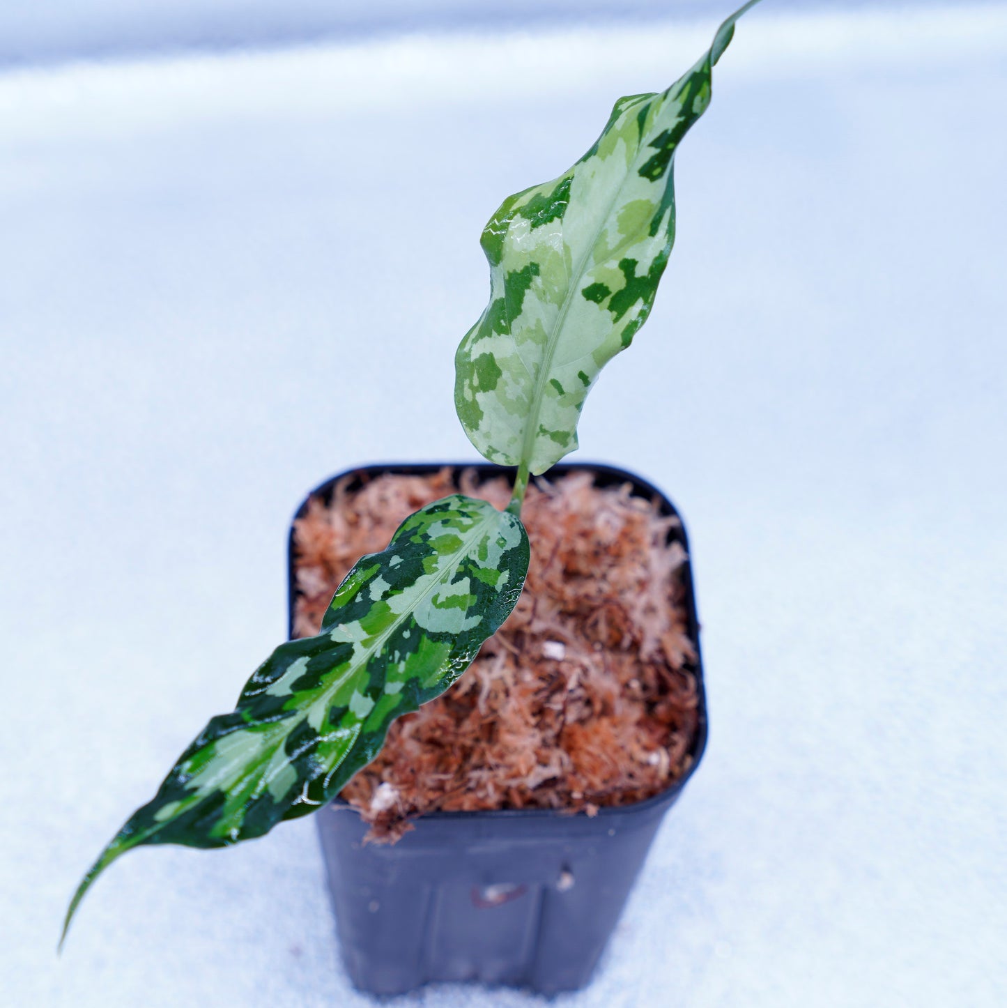 <LA便>Aglaonema Pictum Tricolor 【LA0819-01b】