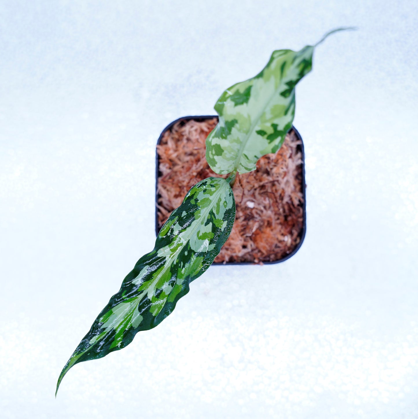 <LA便>Aglaonema Pictum Tricolor 【LA0819-01b】