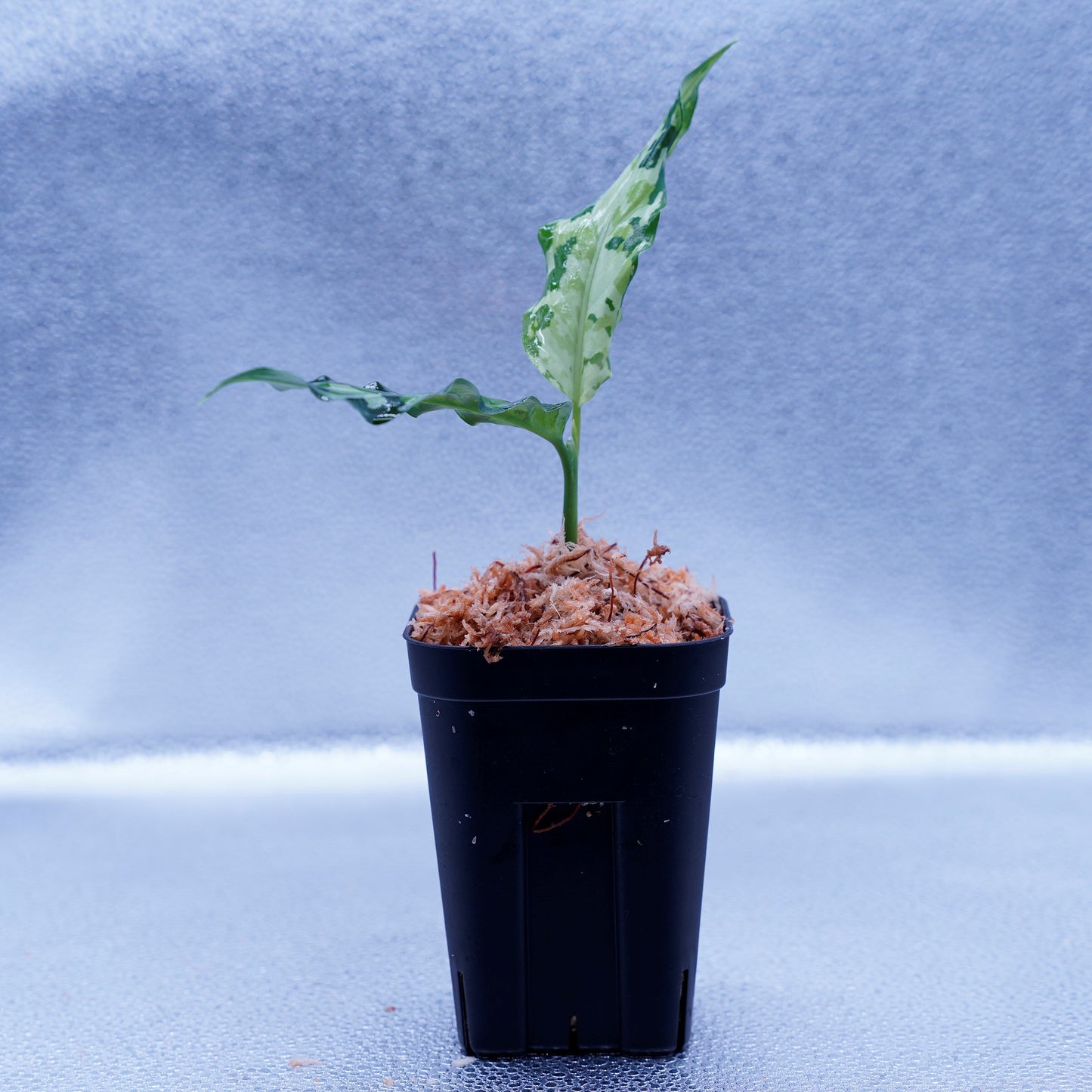<LA便>Aglaonema Pictum Tricolor 【LA0819-01b】
