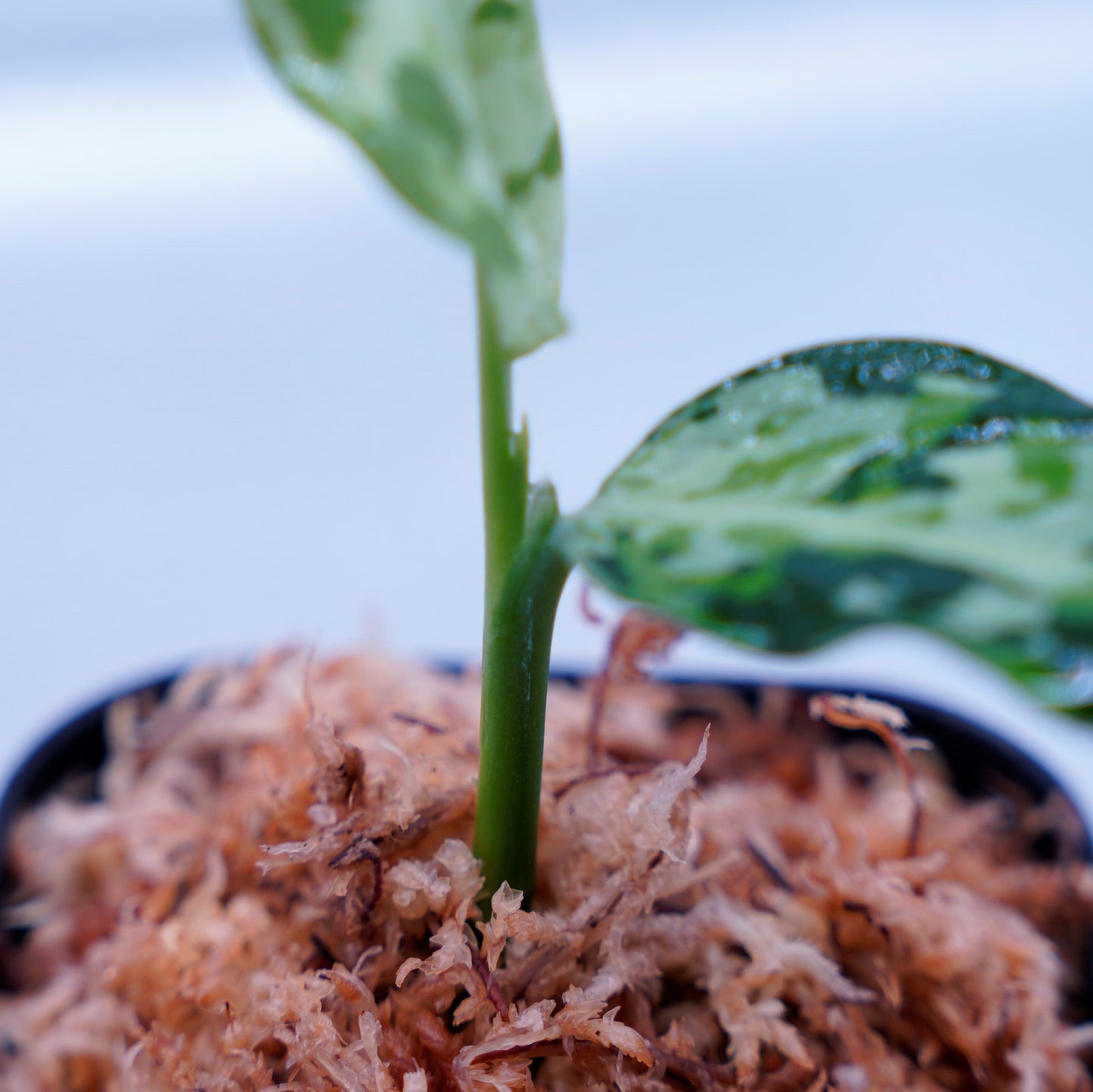 <LA便>Aglaonema Pictum Tricolor 【LA0819-01b】