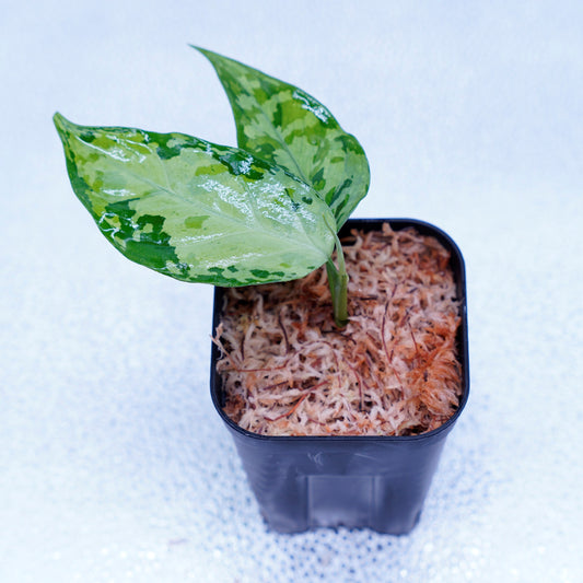 <オリジナル>Aglaonema Pictum Multicolor UND “MOHAWK”