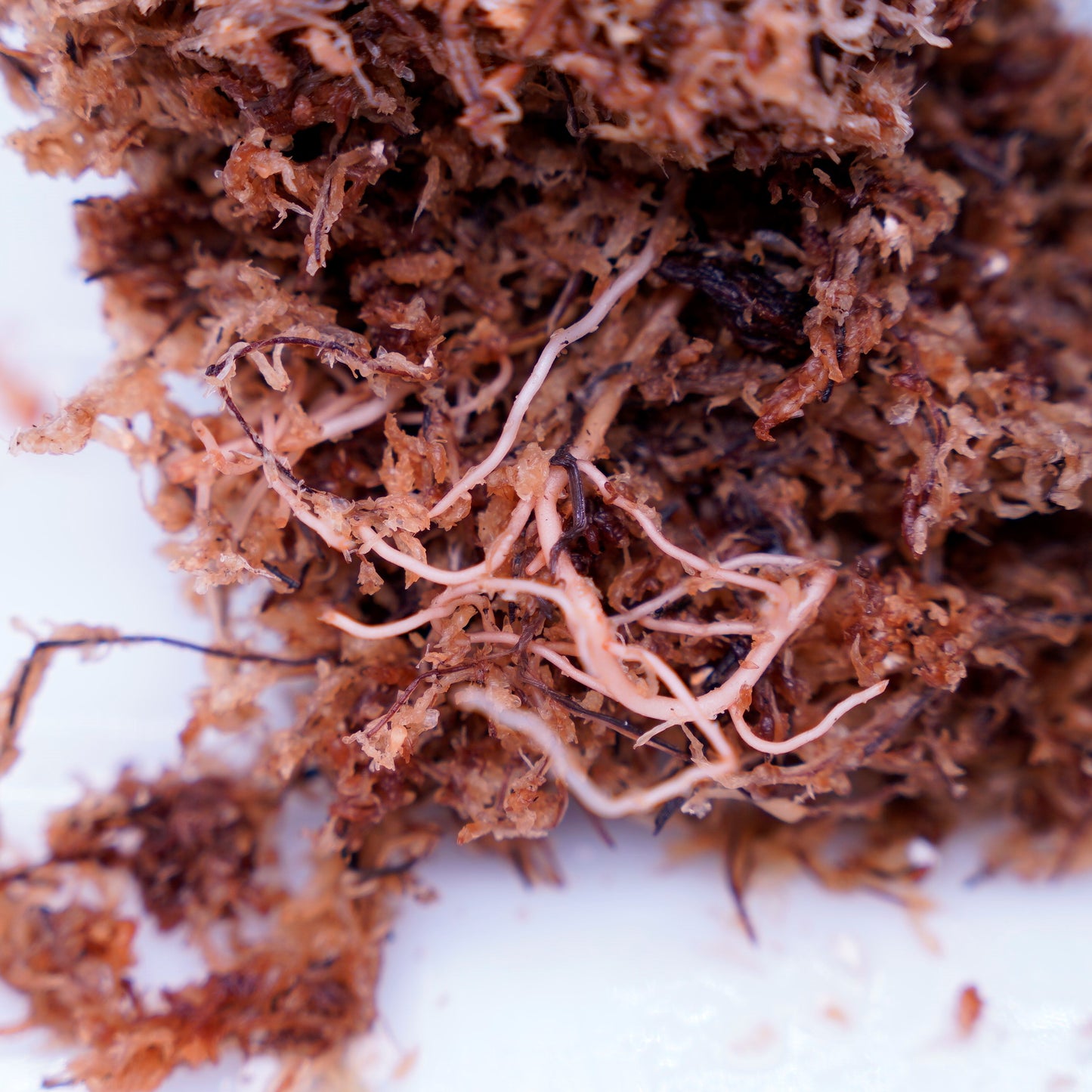 <オリジナル>Aglaonema Pictum Multicolor UND “MOHAWK”