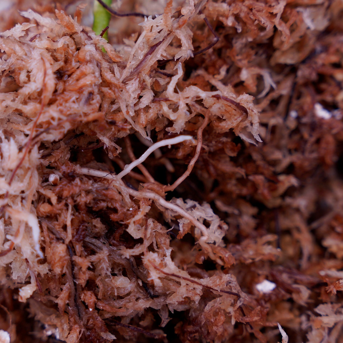 <出射便>Aglaonema Pictum Tricolor “Andaman” Port Blair