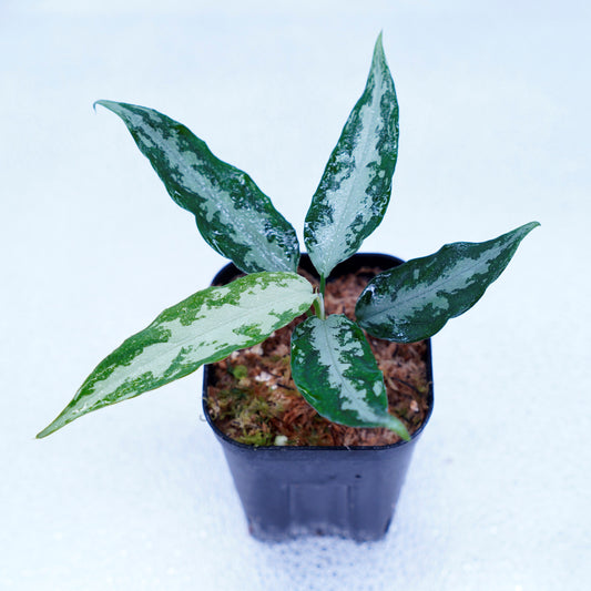 <LA便>Aglaonema Pictum Argentum LA0816-03j【しるば~らいん】