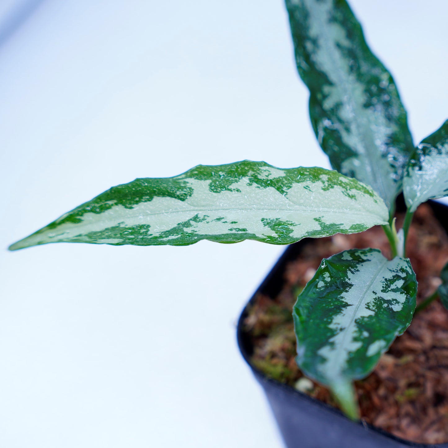 <LA便>Aglaonema Pictum Argentum LA0816-03j【しるば~らいん】