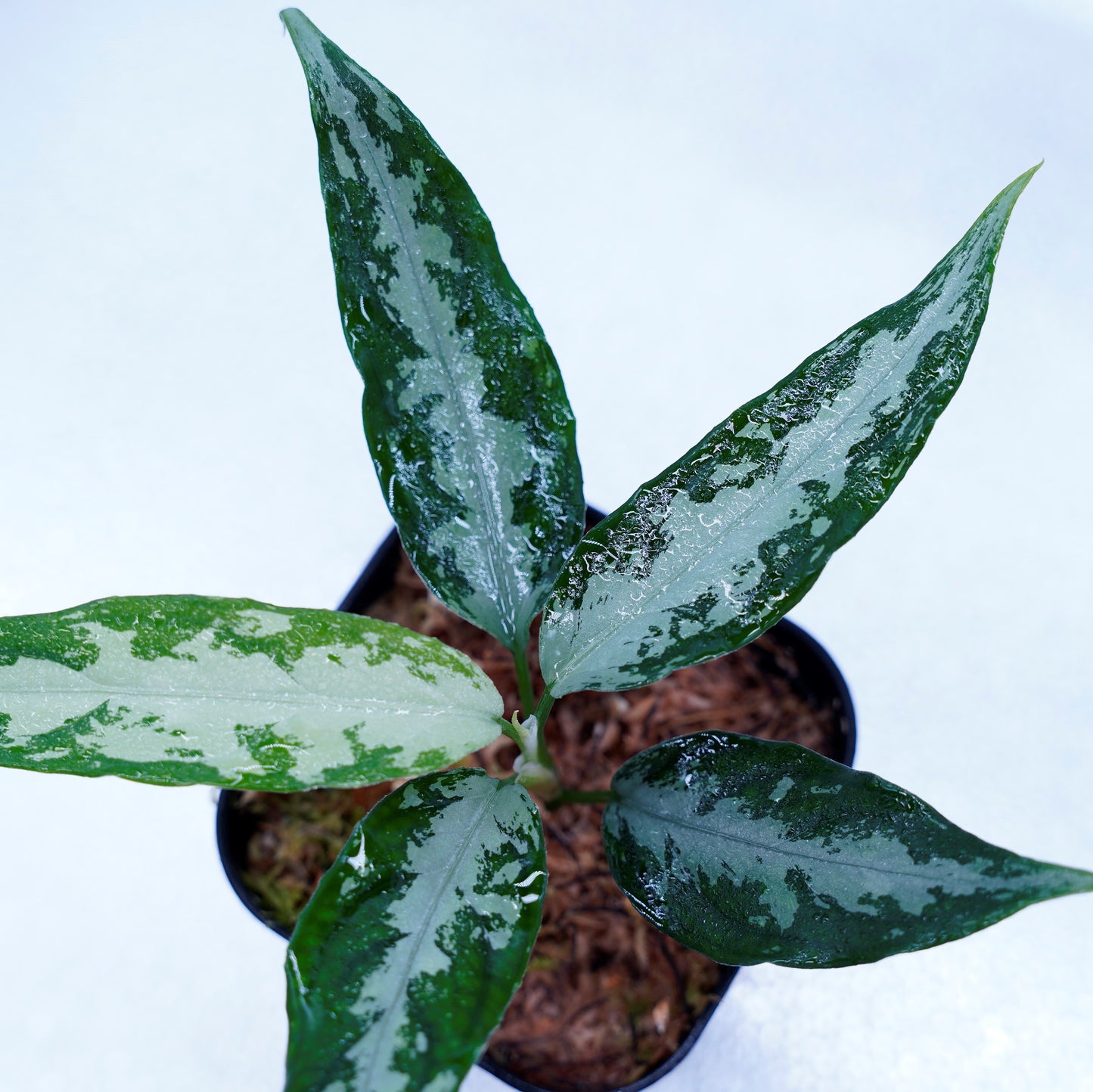 <LA便>Aglaonema Pictum Argentum LA0816-03j【しるば~らいん】