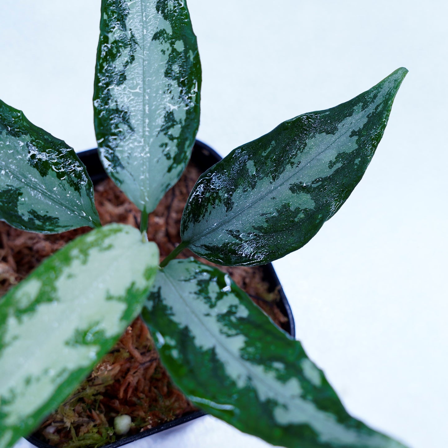 <LA便>Aglaonema Pictum Argentum LA0816-03j【しるば~らいん】