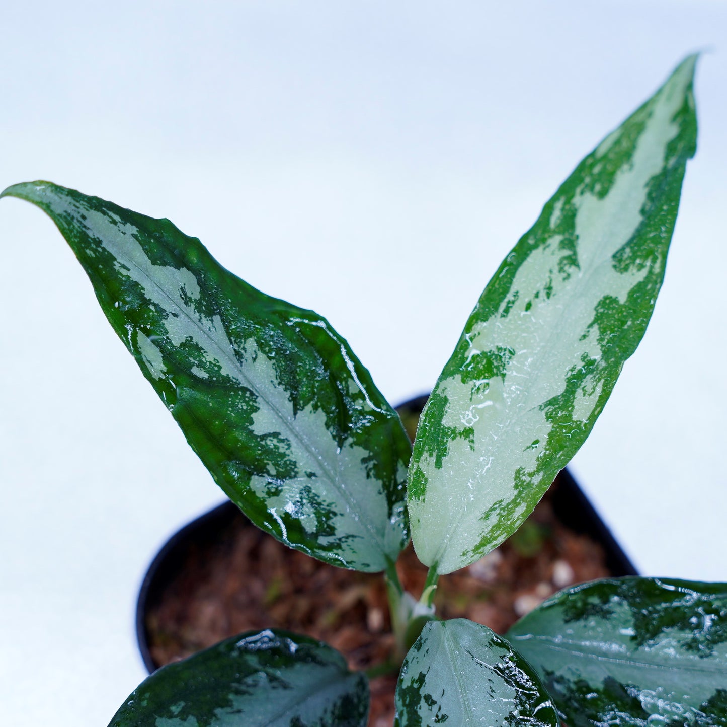 <LA便>Aglaonema Pictum Argentum LA0816-03j【しるば~らいん】