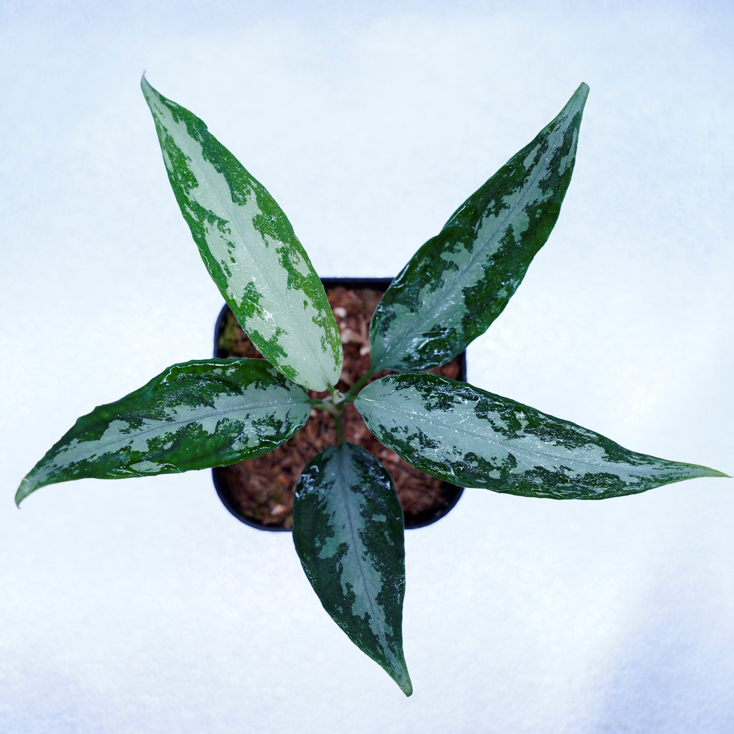 <LA便>Aglaonema Pictum Argentum LA0816-03j【しるば~らいん】