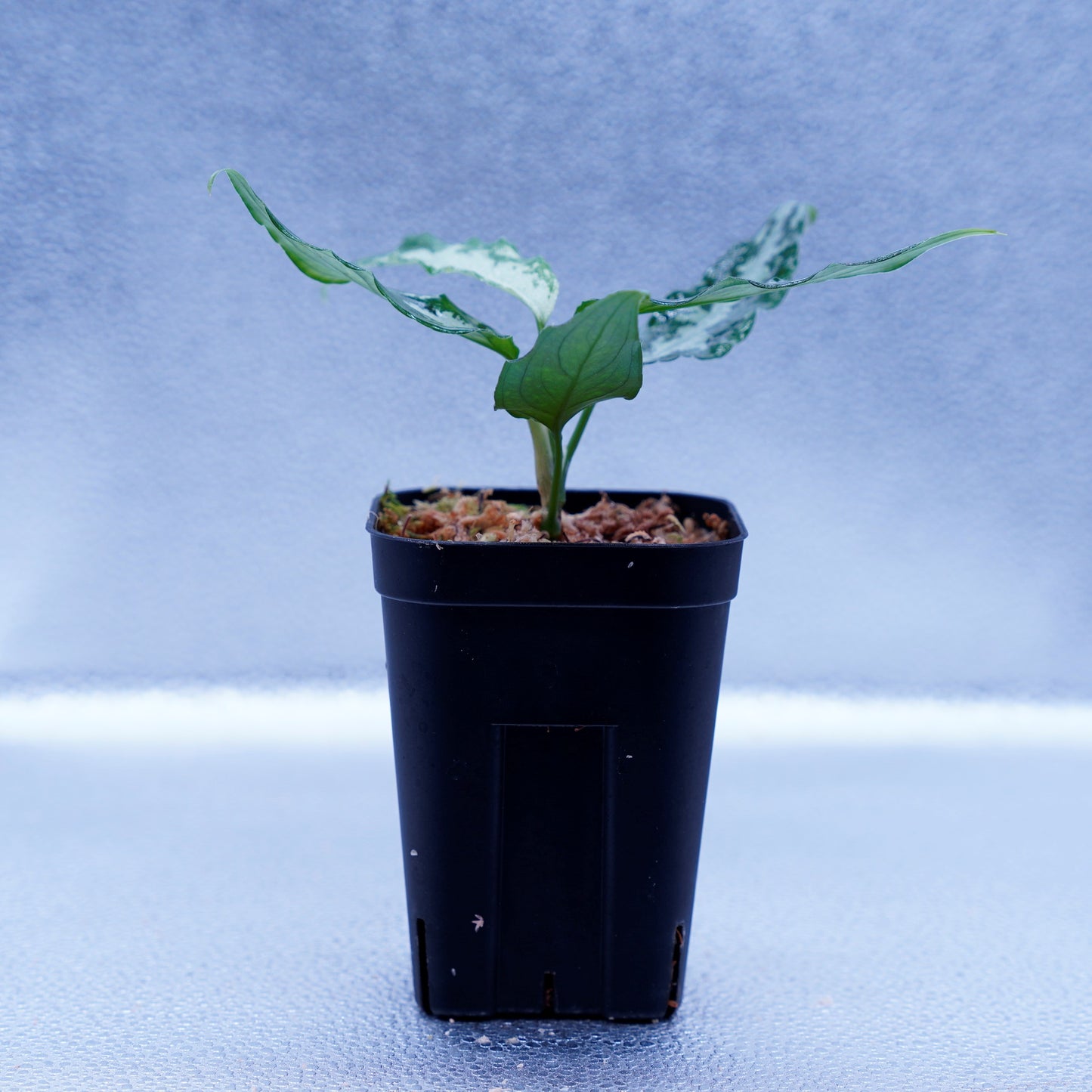 <LA便>Aglaonema Pictum Argentum LA0816-03j【しるば~らいん】