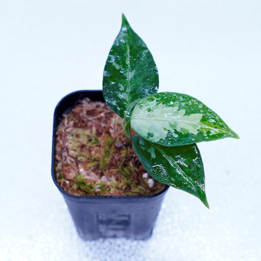 <TZ便>Aglaonema Pictum Tricolor 【T-131220-b-6】丸葉タイプ
