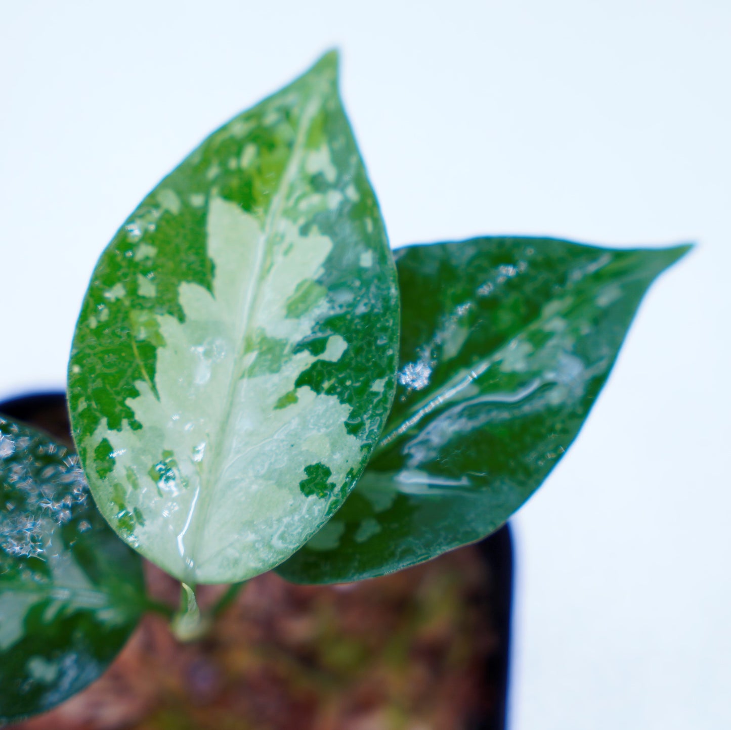 <TZ便>Aglaonema Pictum Tricolor 【T-131220-b-6】丸葉タイプ