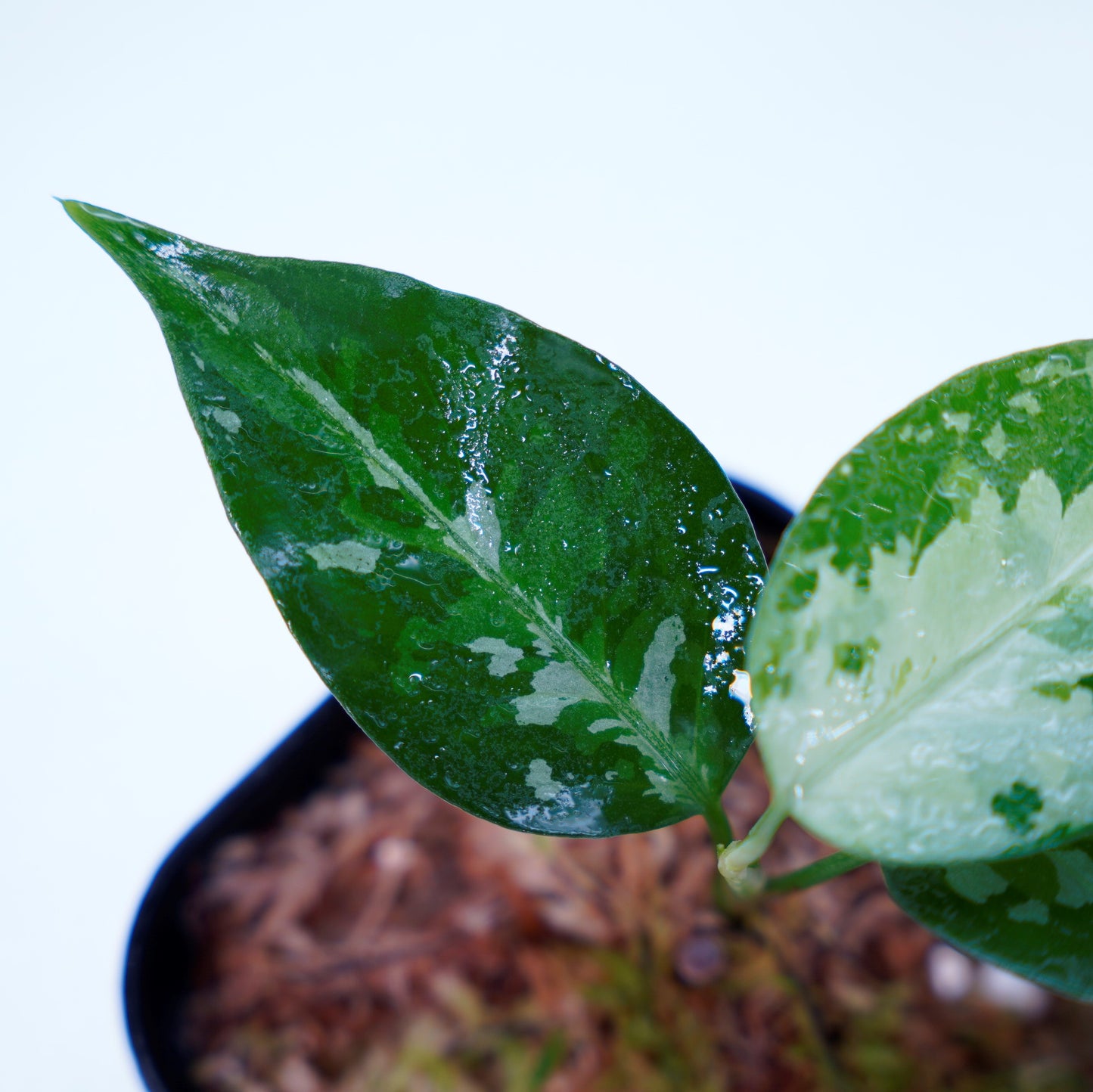<TZ便>Aglaonema Pictum Tricolor 【T-131220-b-6】丸葉タイプ