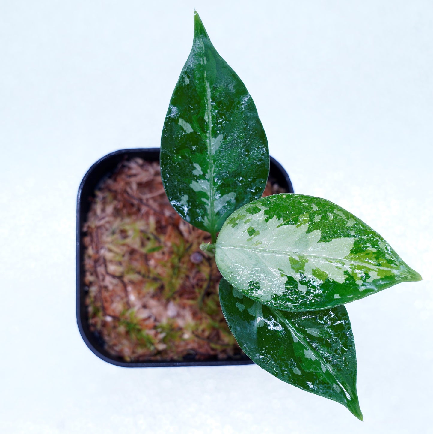 <TZ便>Aglaonema Pictum Tricolor 【T-131220-b-6】丸葉タイプ