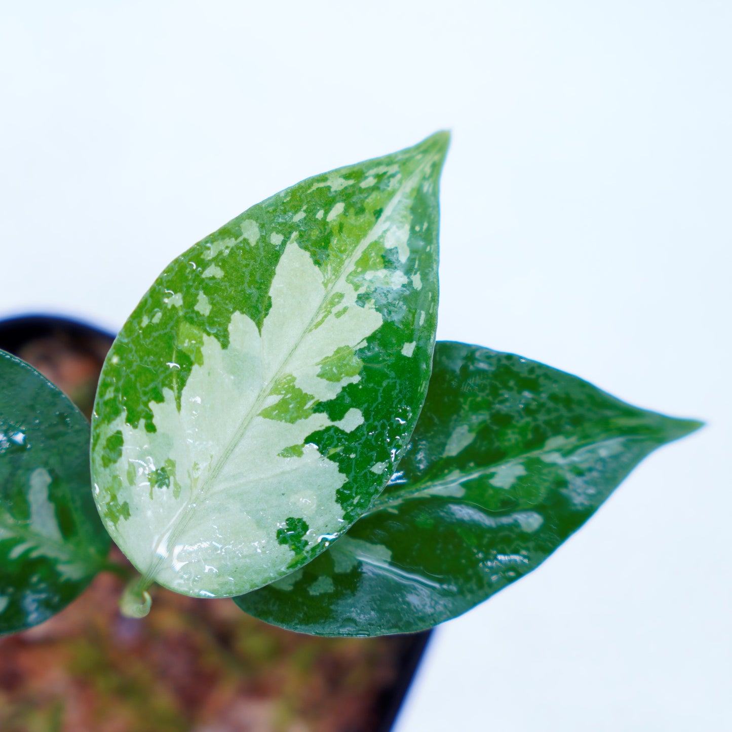 <TZ便>Aglaonema Pictum Tricolor 【T-131220-b-6】丸葉タイプ