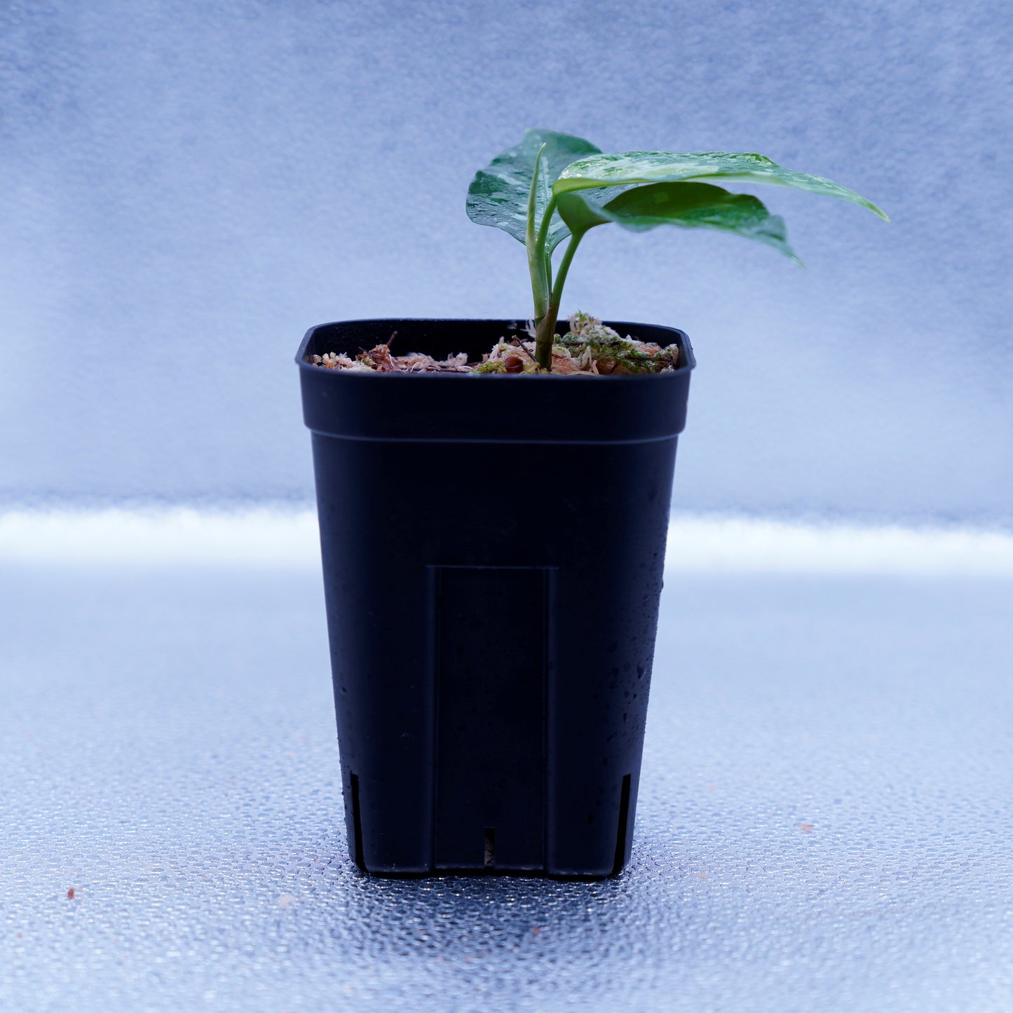 <TZ便>Aglaonema Pictum Tricolor 【T-131220-b-6】丸葉タイプ