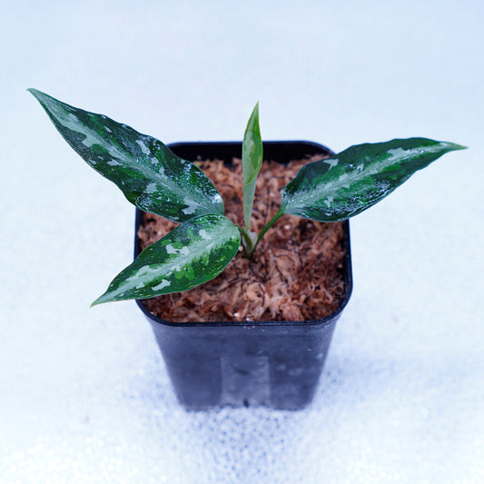 <オリジナル>Aglaonema Pictum Triicolor UND “NUBIAN”
