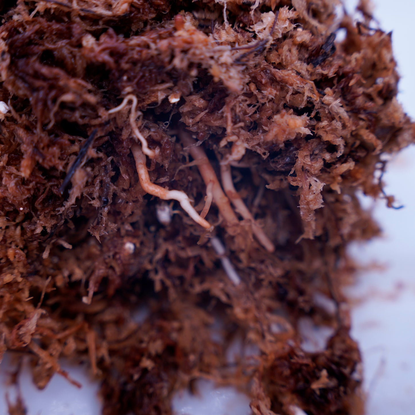 <オリジナル>Aglaonema Pictum Triicolor UND “NUBIAN”