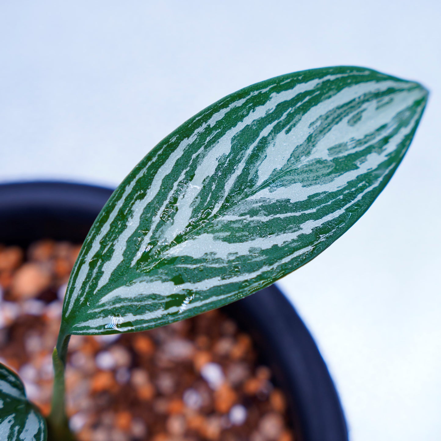 <カーティシー>Aglaonema Nitidum “Curtisii” UND220501